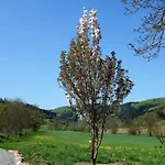Braun Seelbach